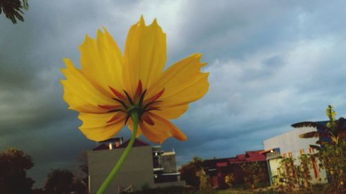 Close-up of yellow flowering plant against cloudy sky