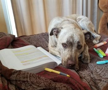 Portrait of dog sitting on book