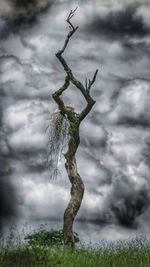 Close-up of dead tree on field against sky