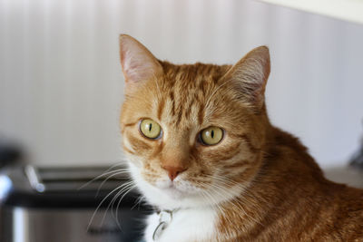 Close-up portrait of cat