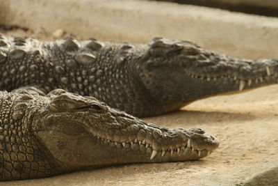 Close-up of crocodile