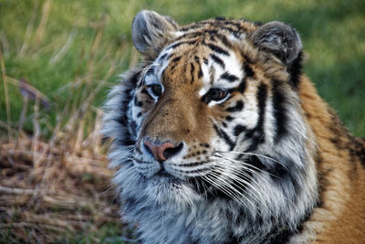 Portrait of tiger