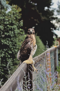 Bird perching on a tree