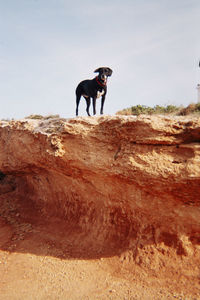 Dog standing on land