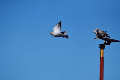 Three doves against a clear blue sky