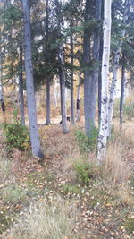 Trees on field in forest