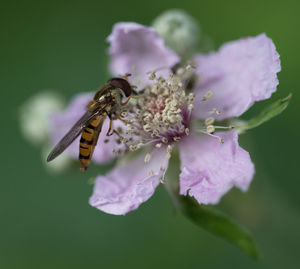 Close-up of bee pollinating on pink flower