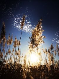 Low angle view of silhouette trees against sky during sunset