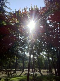 Sun shining through trees