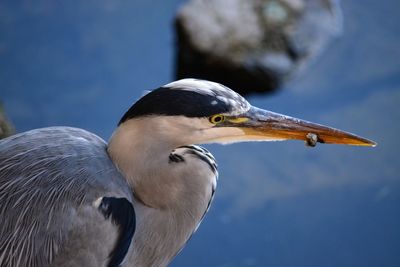 Close-up of a bird