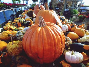 Close-up view of pumpkins