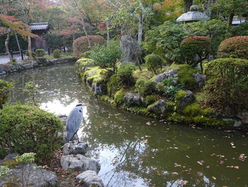 Dog by stream amidst trees and plants