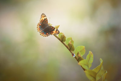 Butterfly on flower