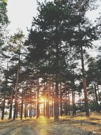 Trees in forest