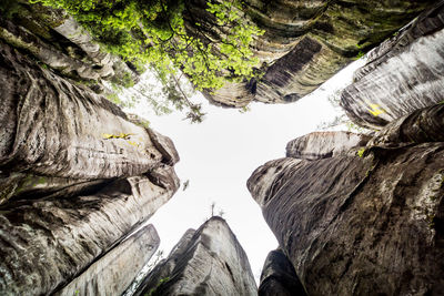 Low angle view of rock formations against sky in forest