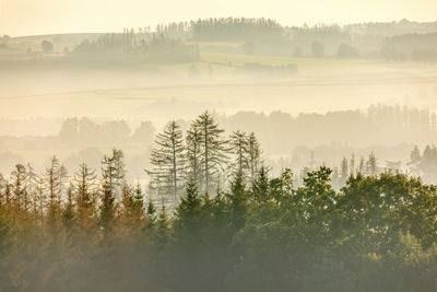 Trees in forest during foggy weather