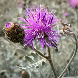 Close-up of thistle on purple flower