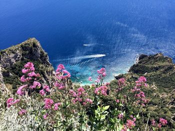 High angle view of plants in sea