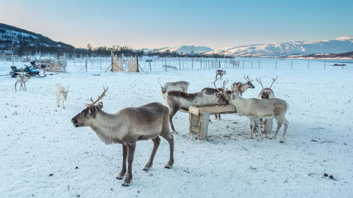 View of deer on snow covered land