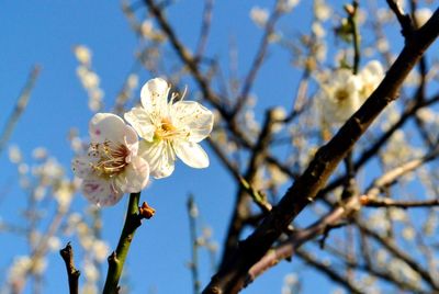 Close-up of white flowers on branch