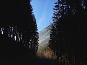 Silhouette trees in forest against sky