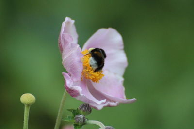 Close-up of bee pollinating on purple flower