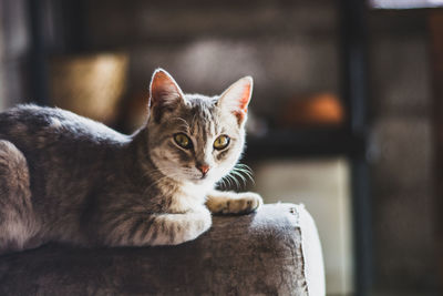 Portrait of cat sitting on sofa