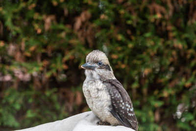 Close-up of bird perching on plant