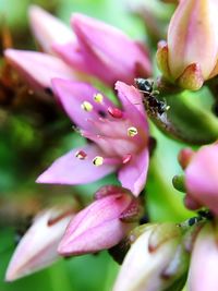 Close-up of insect on pink flower