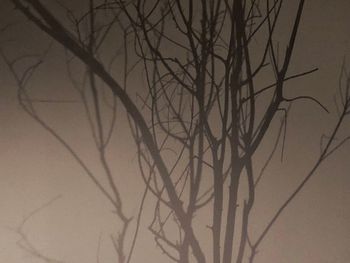 Low angle view of bare tree against sky at sunset