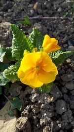 Close-up of yellow flower