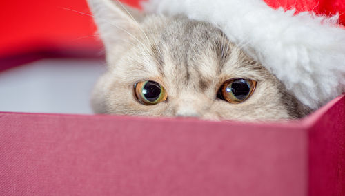 Close-up portrait of cat