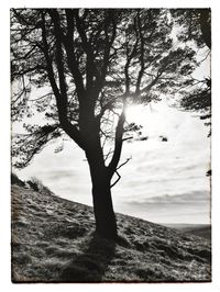 Bare trees on landscape