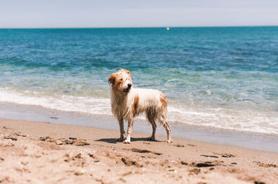 Hairy dog standing on shore at beach