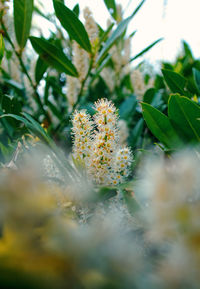 Close-up of yellow flowering plant