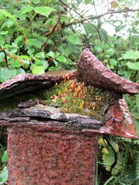 Close-up of tree trunk in forest