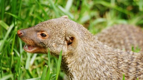 Close-up of squirrel