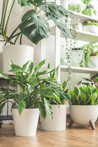 Potted plant on table