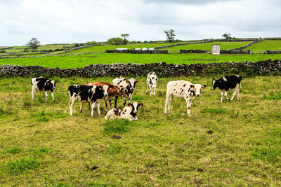 Cows grazing in the field