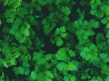 Full frame shot of plants