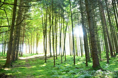 Trees in forest