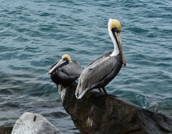 Swan on rock by lake