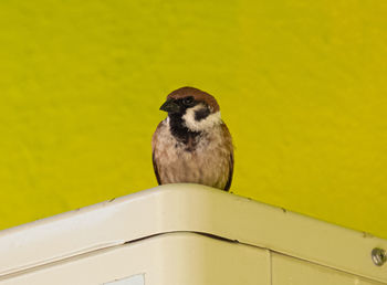 Portrait of bird perching on yellow wall