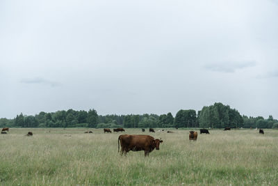 Horses in a field