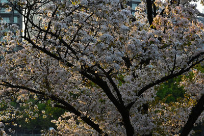 Low angle view of apple blossoms in spring