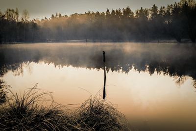 Reflection of trees in lake