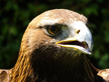 Close-up of eagle 