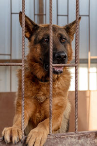 Close-up of dog