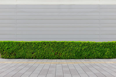 Plants growing by footpath against building
