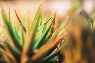 Succulents,echeveria kalanchoe succulent house plants.